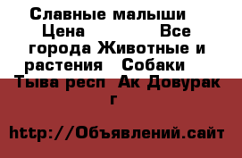 Славные малыши! › Цена ­ 10 000 - Все города Животные и растения » Собаки   . Тыва респ.,Ак-Довурак г.